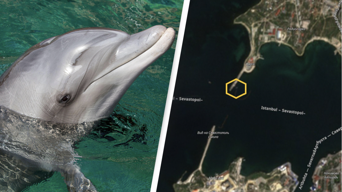 Trained Russian Navy Dolphins are Protecting Black Sea Naval Base,  Satellite Photos Show - USNI News