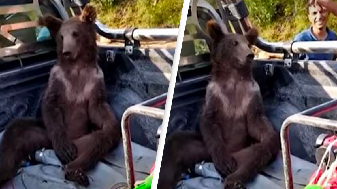 Brown bear cub gets rescued after getting high on too much 'mad honey'