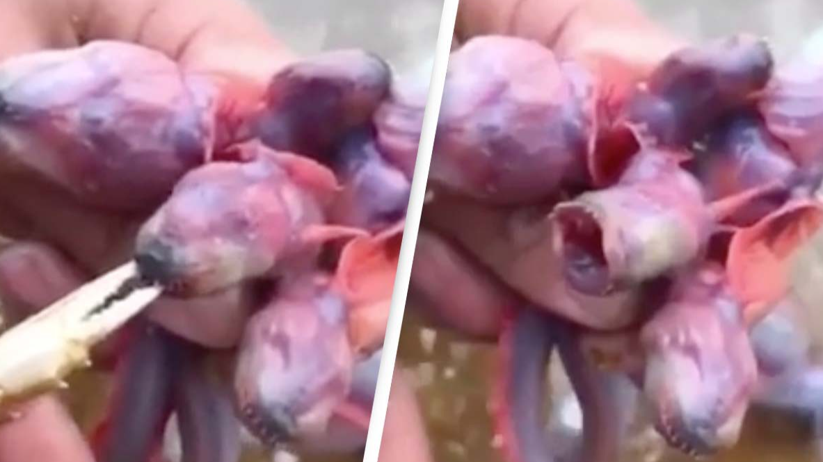 Super Rare Purple Eel Gobys Are The Stuff Of Nightmares