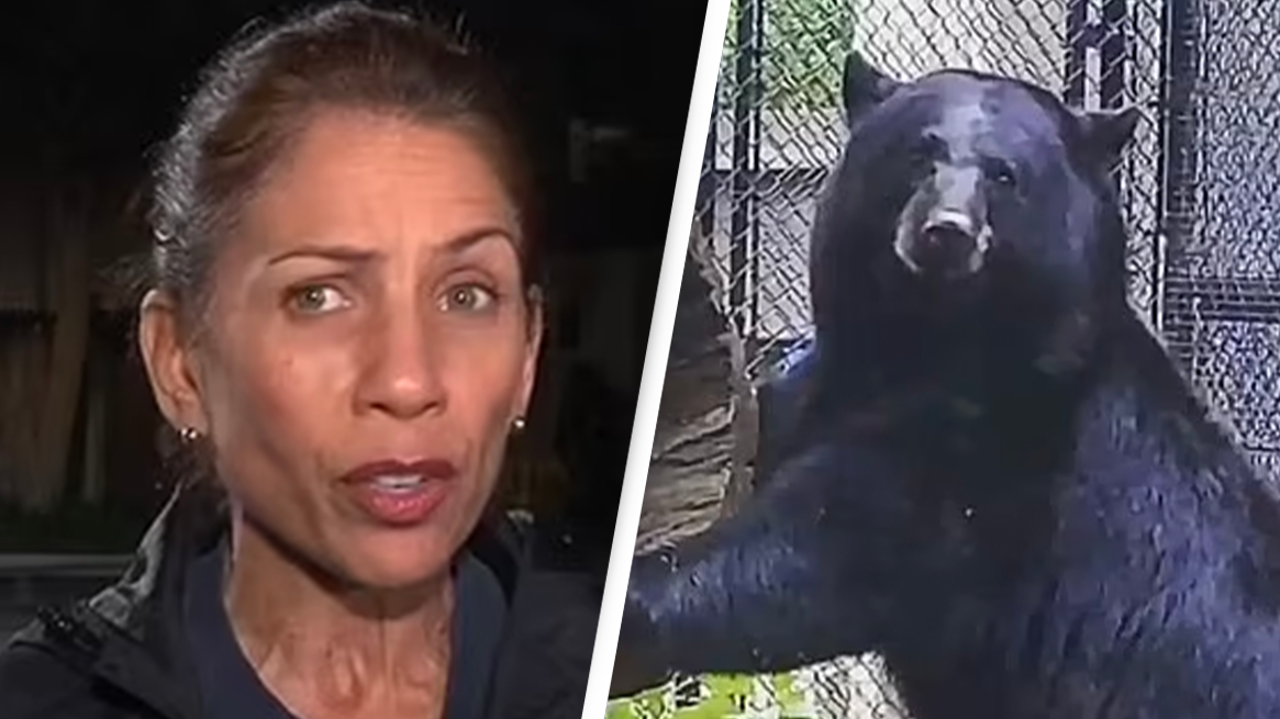Bear shot and killed after escaping enclosure through open door and