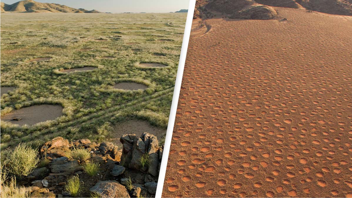Scientists finally know what causes the bizarre 'fairy circles' solving one  of nature's greatest mysteries