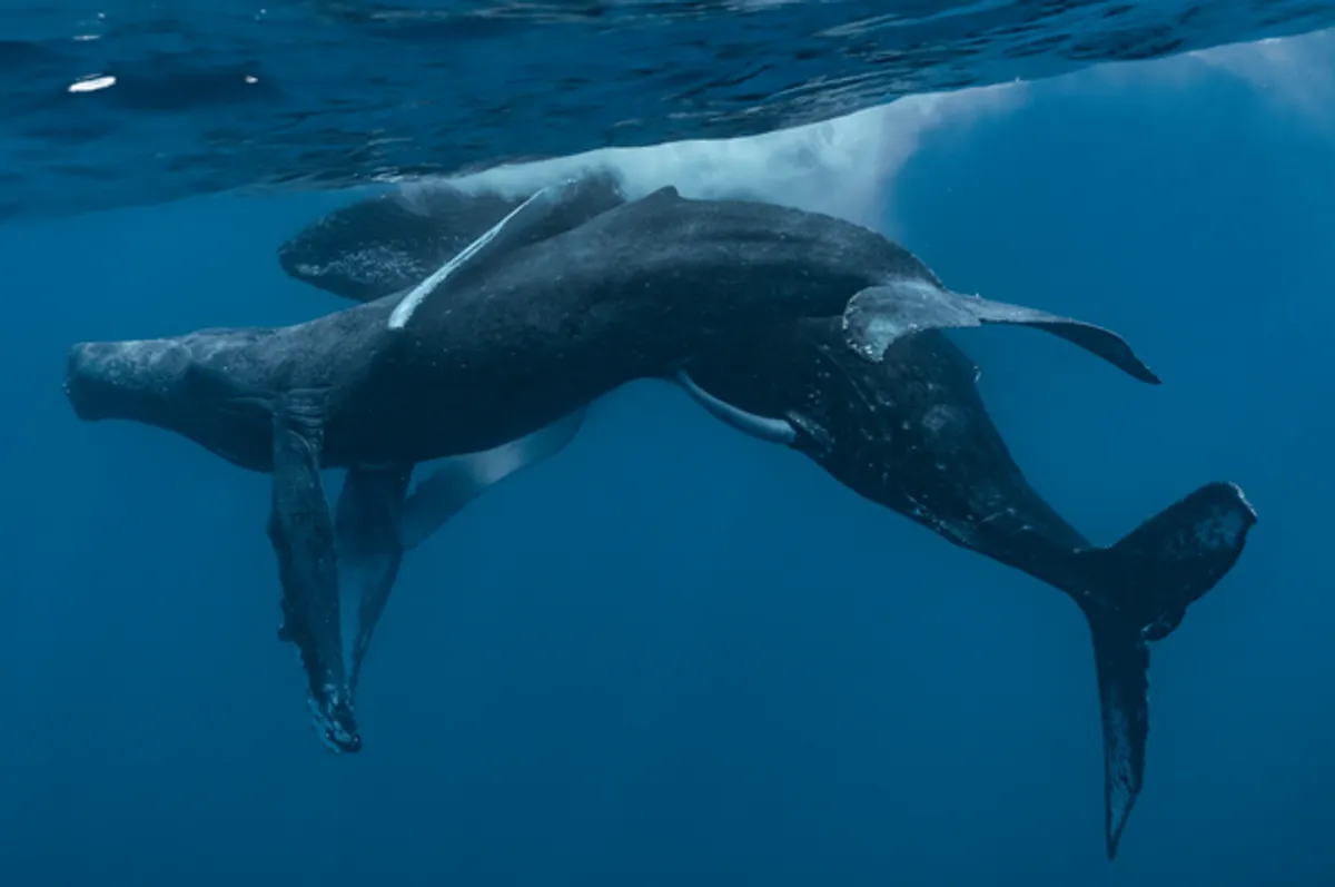 First-ever photos taken of humpback whales having sex involves two males