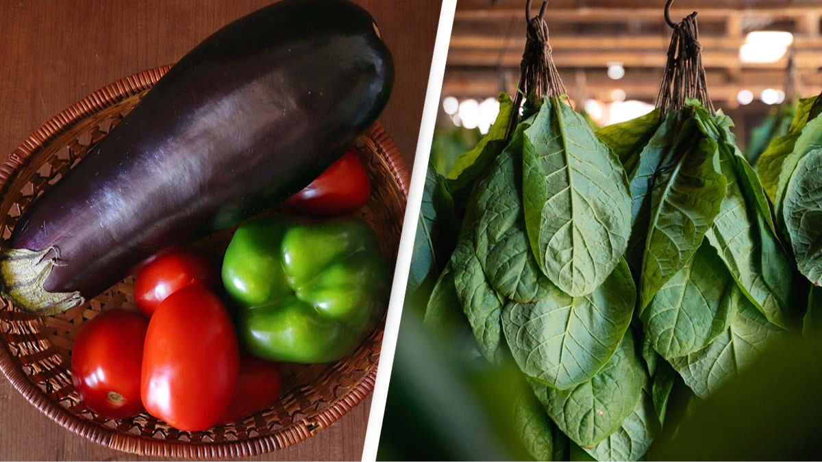 People are only just realizing some of their favorite vegetables have  nicotine in them