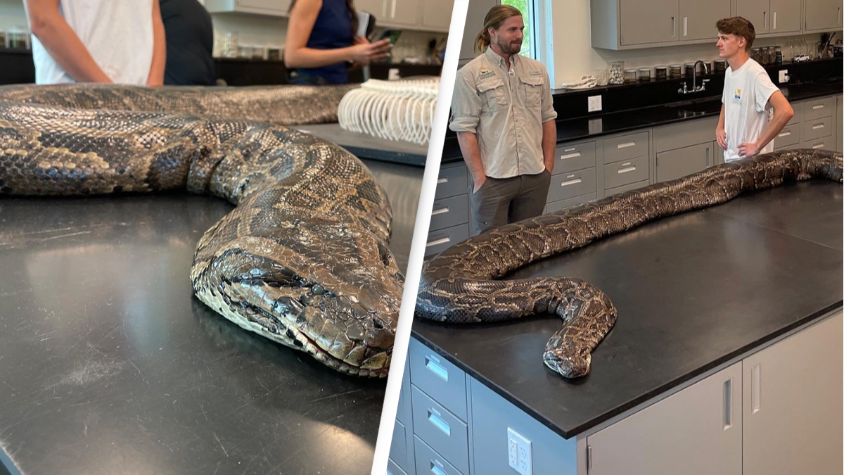 215-Pound Python Seized By Scientists Breaks Record - Vimarsana News
