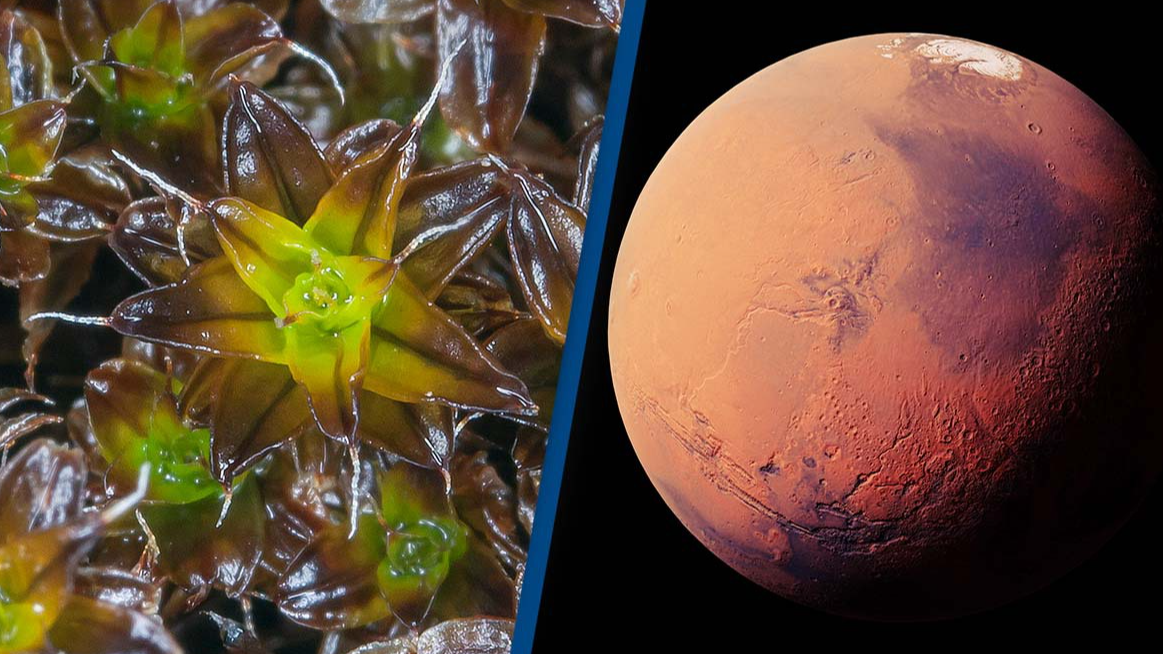 Scientists discover plant that could grow on Mars and pave the way for  human life on the planet