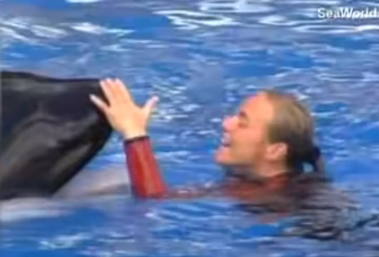 SeaWorld trainer screamed for help as she was dragged under by two killer  whales