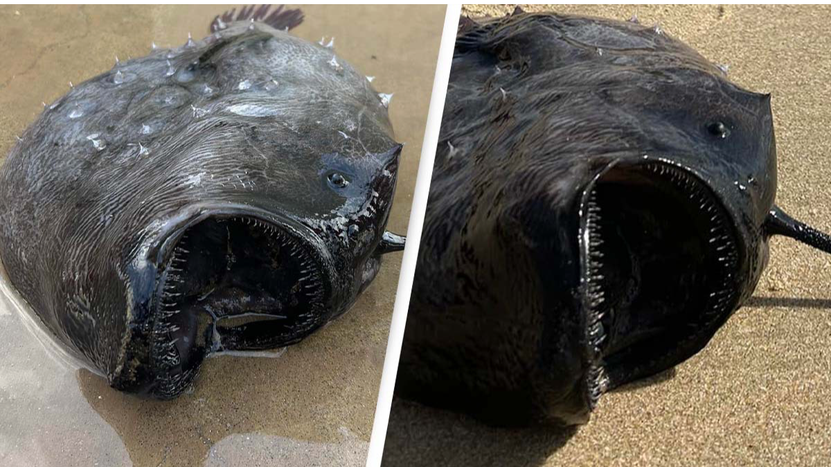 Pacu: Boy catches fish with 'human-like teeth' in an Oklahoma pond : NPR