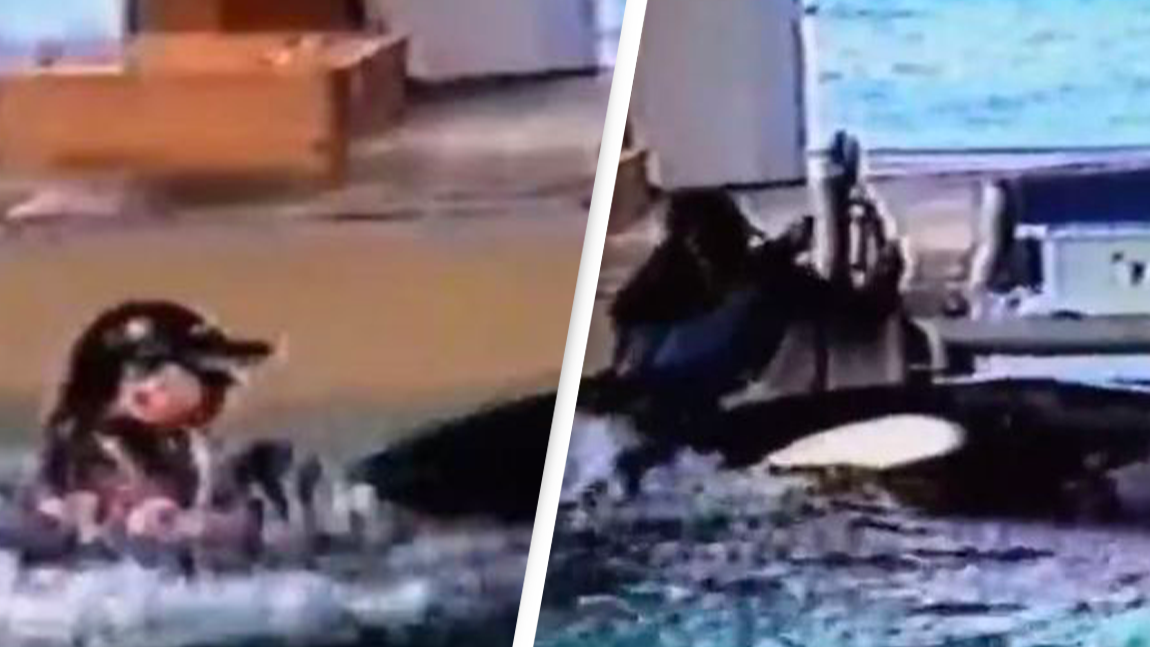 US News: SeaWorld trainer dragged under by two killer whales