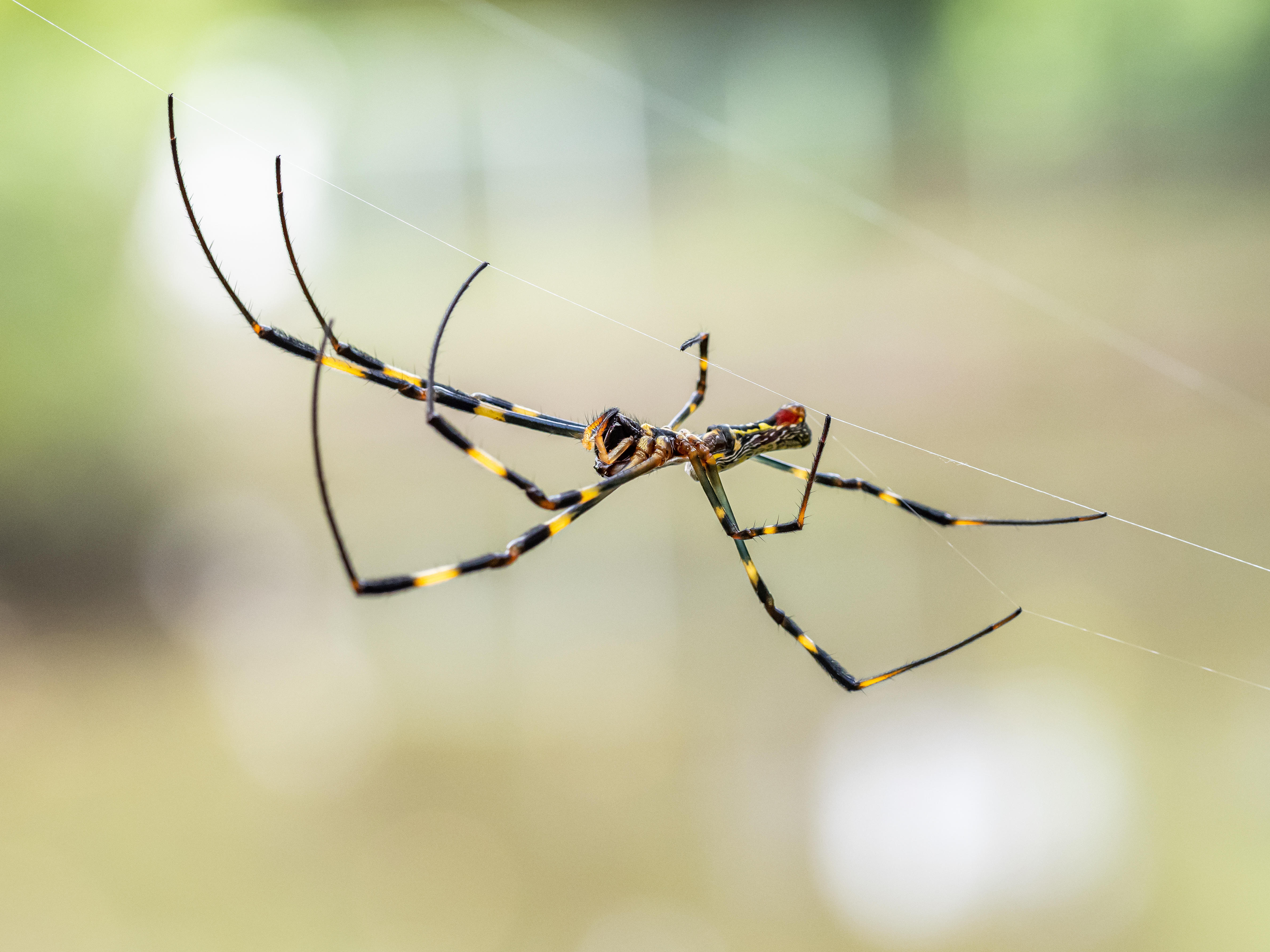 The Joro spider invades eastern US: How the insects are parachuting in