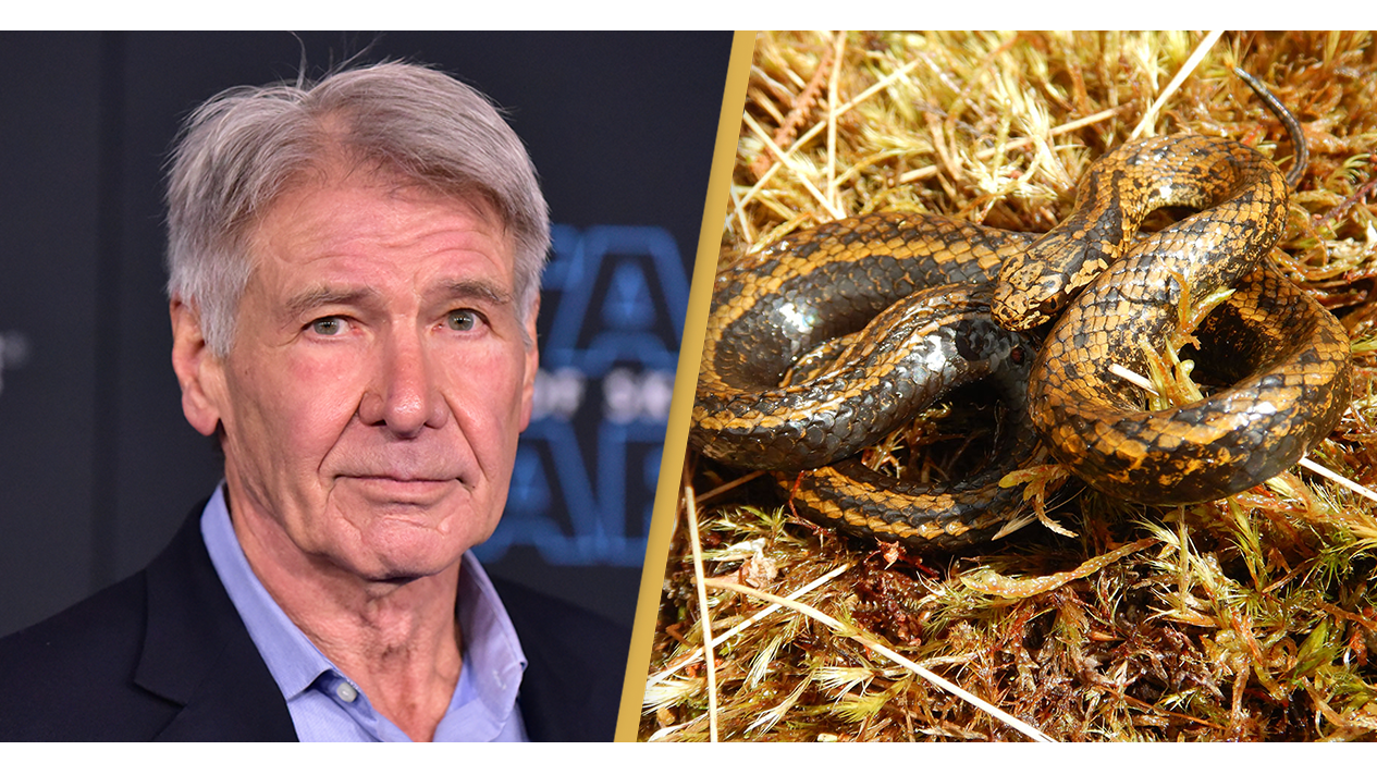 Indiana Jones Better Conquer That Fear of Snakes Because Harrison Ford Just  Had One Named After Him