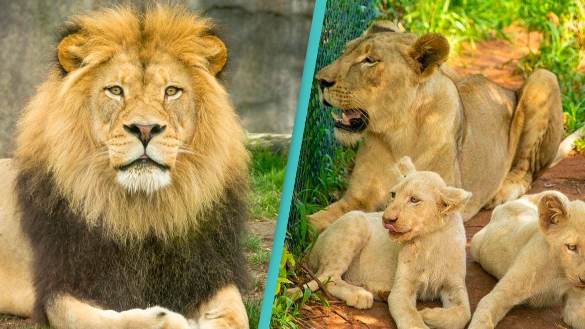 Lions kill man who climbed into their enclosure at Ghana zoo