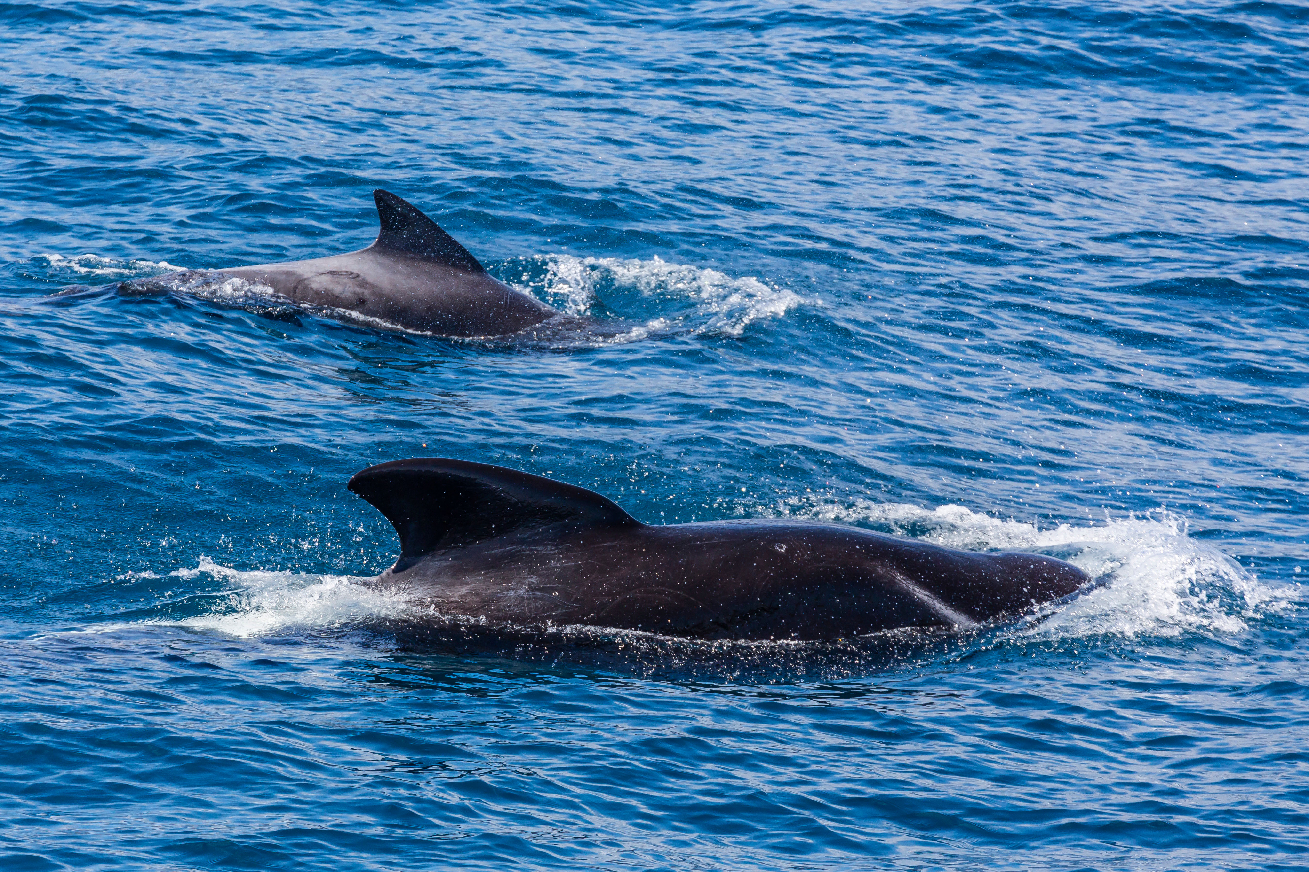 477 pilot whales die, beached on remote New Zealand beaches