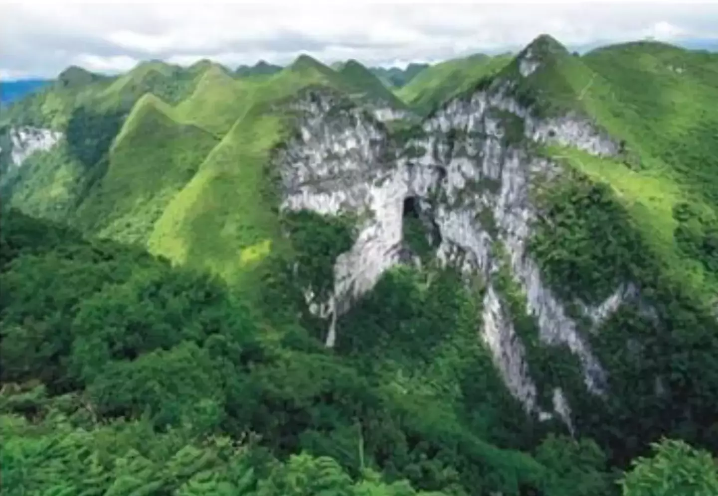 Huge ancient forest world discovered 630 feet down sinkhole