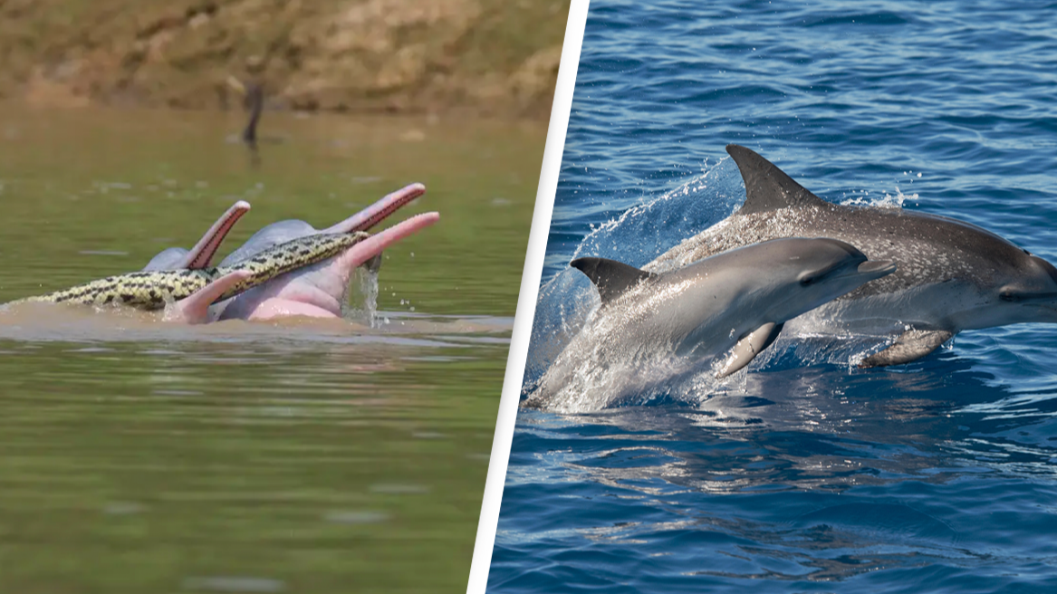 Two Dolphins Casually 'Playing' with an Anaconda Leave Scientists