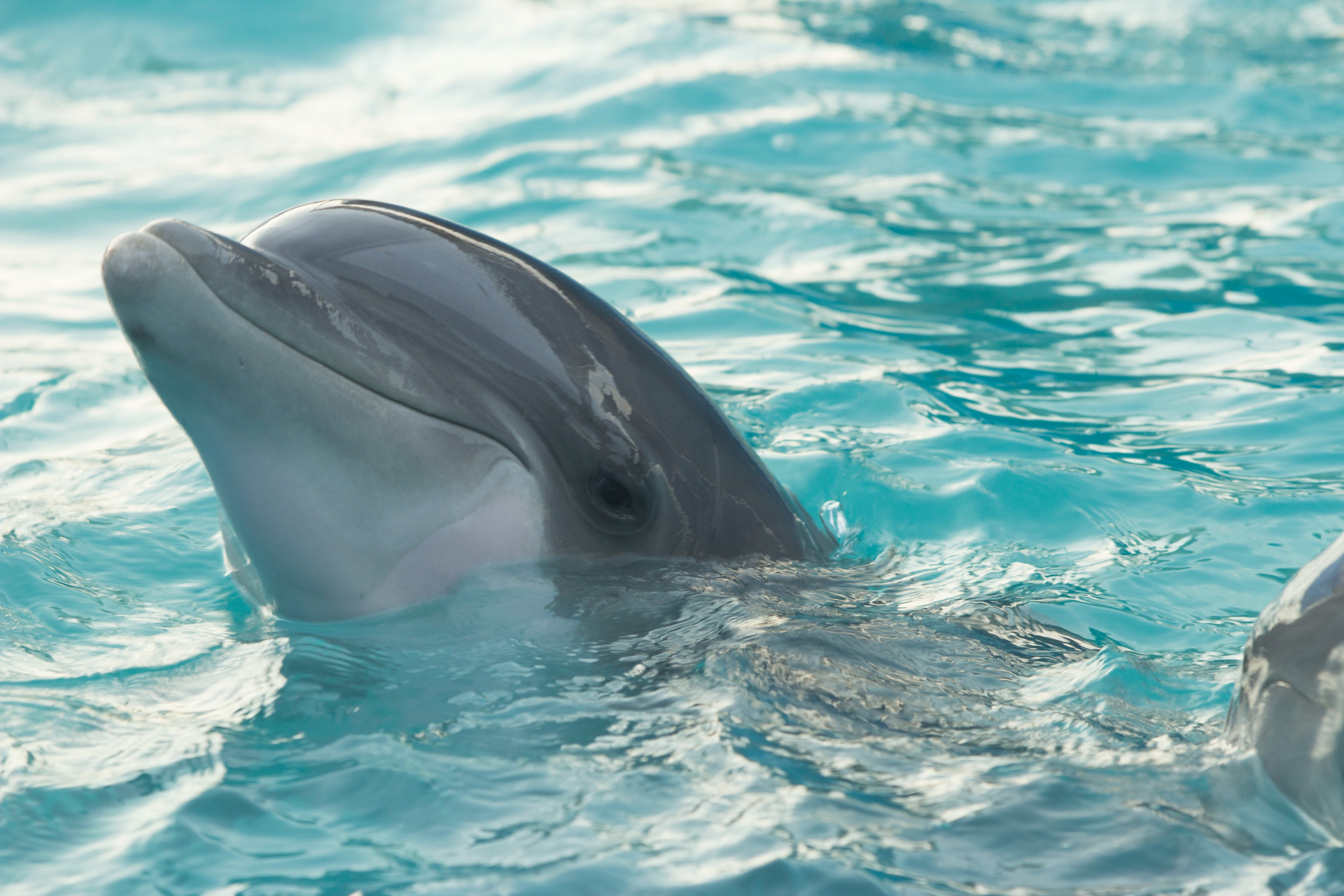 Video shows dolphin attacking trainer during show at Miami Seaquarium - CBS  News