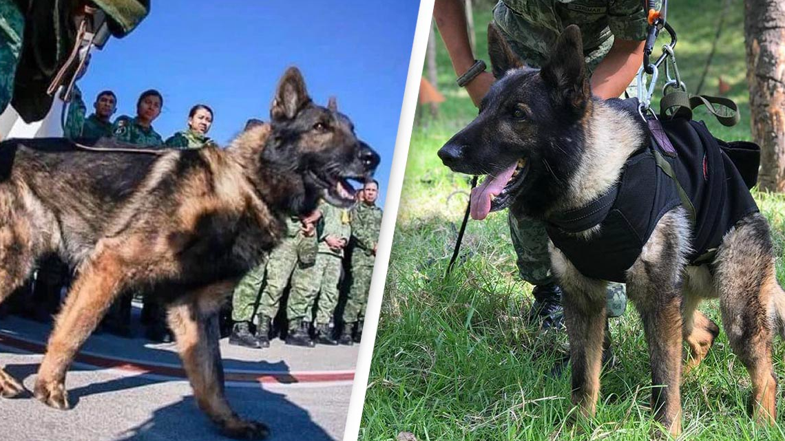 Mexican german clearance shepherd