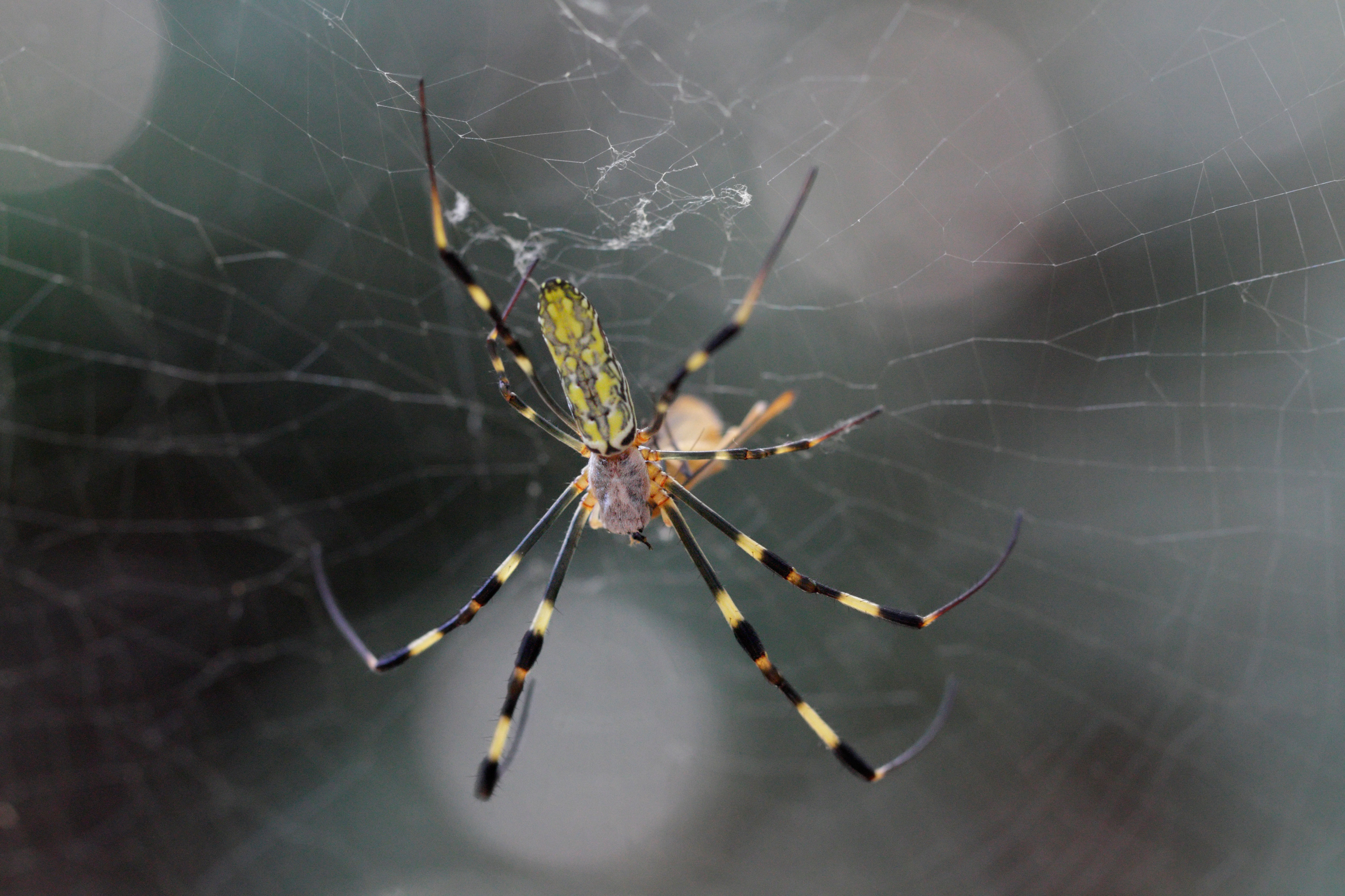 Spiders can detect sound through their webs - The Washington Post