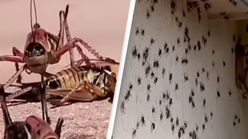 US town hit by 'biblical' invasion of cannibal mormon crickets Flipboard