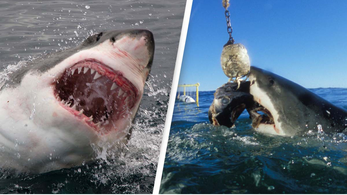 Netflix film crew attacked by sharks that 'bit huge holes' in boat