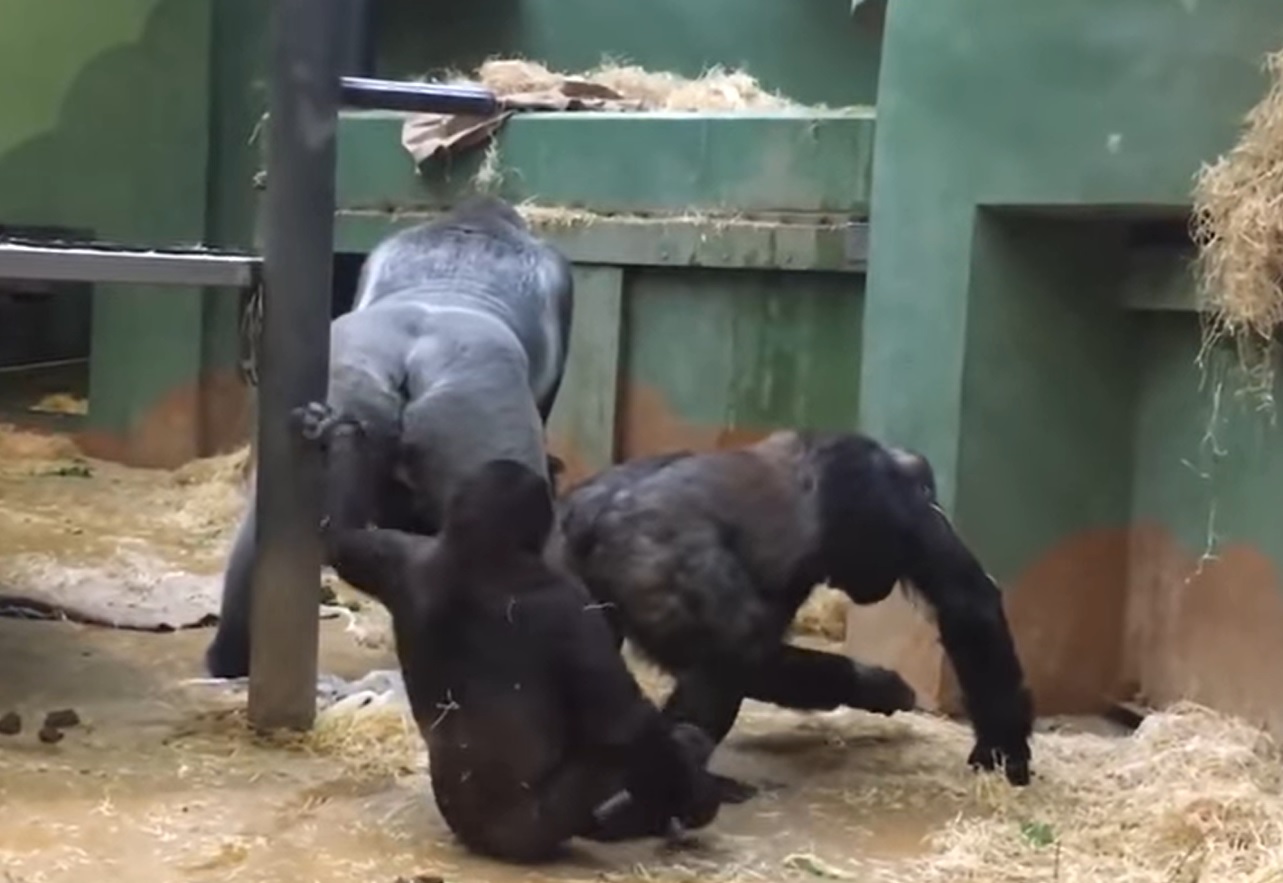Bokep Gorilla - Parents in shock as gorillas mate in front of kids at zoo
