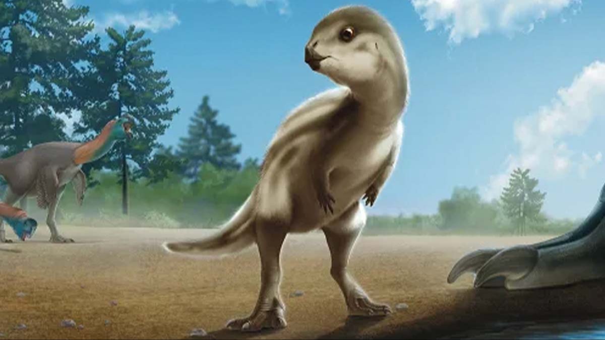 Descubren en Corea del Sur un dinosaurio del tamaño de un pavo y aspecto “tierno”