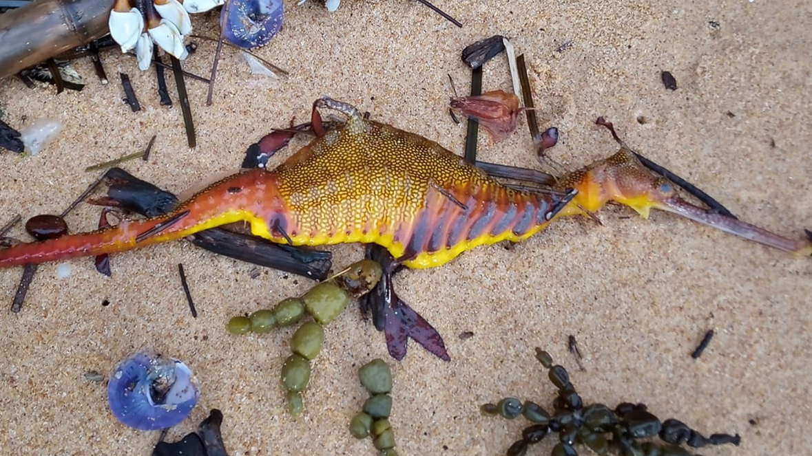 unknown sea creatures washed up