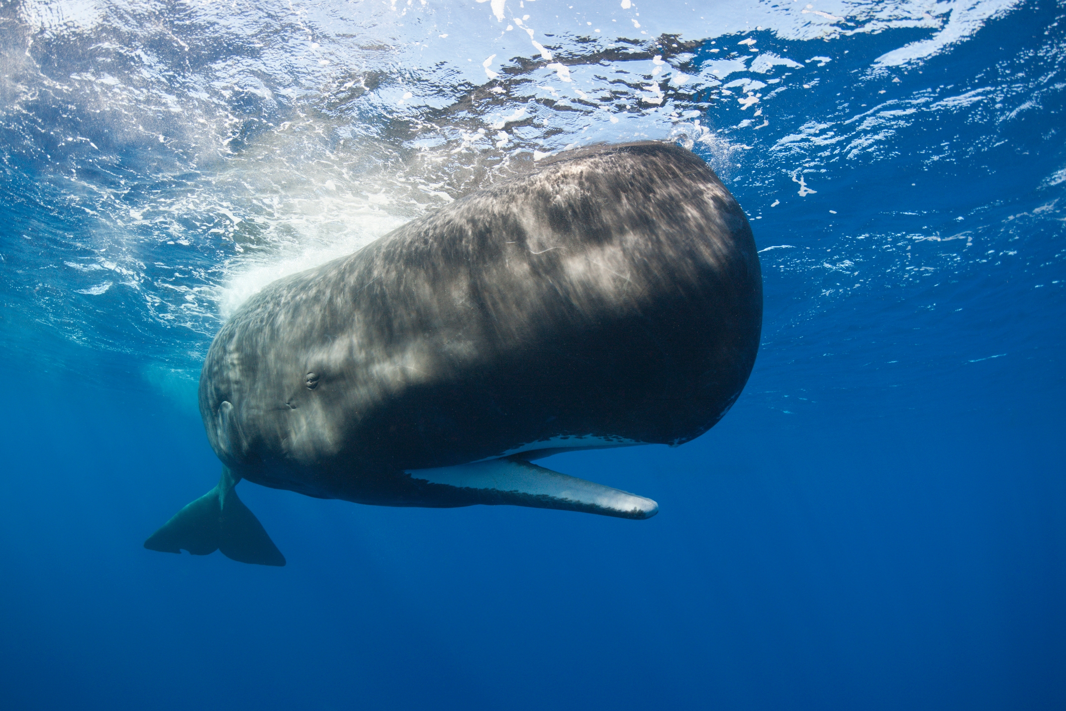 Horrifying simulation shows what happens to your body if you are swallowed  by a whale