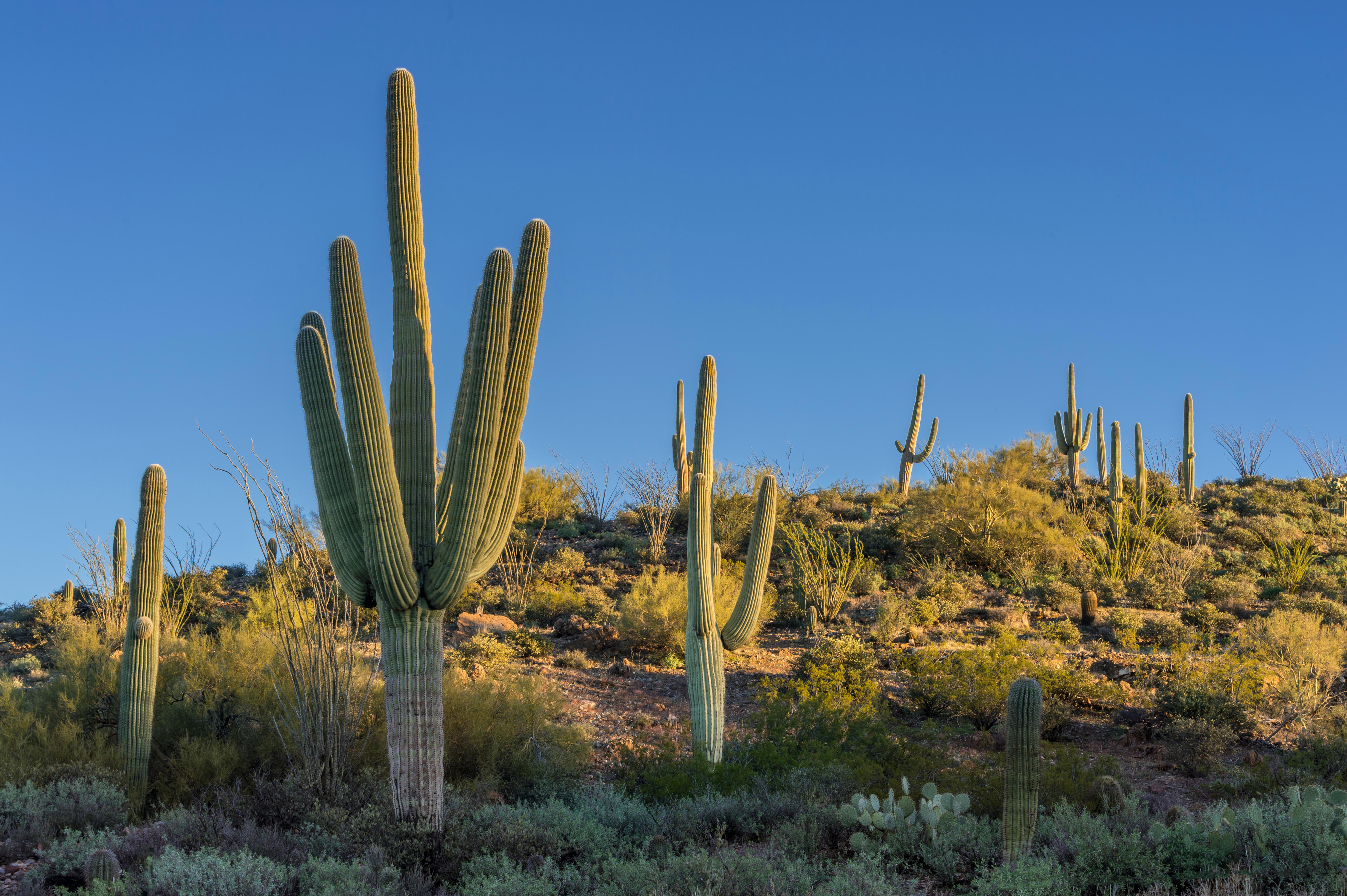 The truly unfortunate tale of the man who died after shooting a cactus