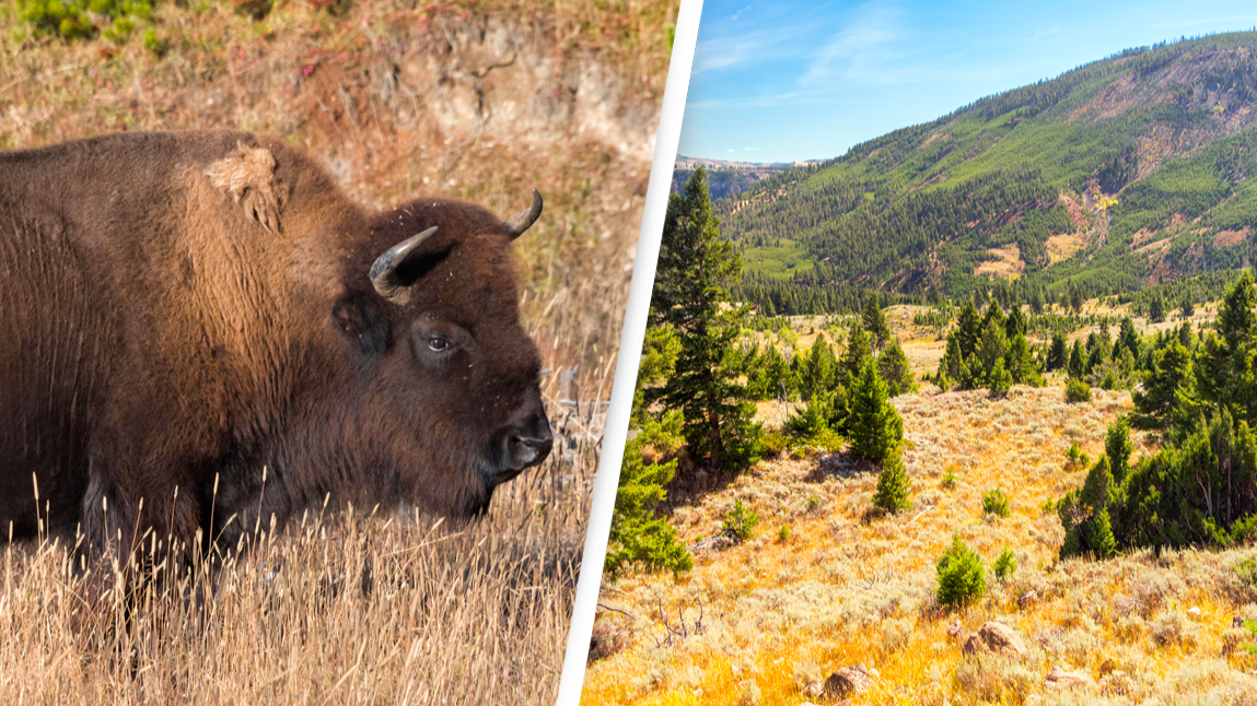 People Urged Not To Go Close To Wild Bison In Yellowstone National Park - Vimarsana News