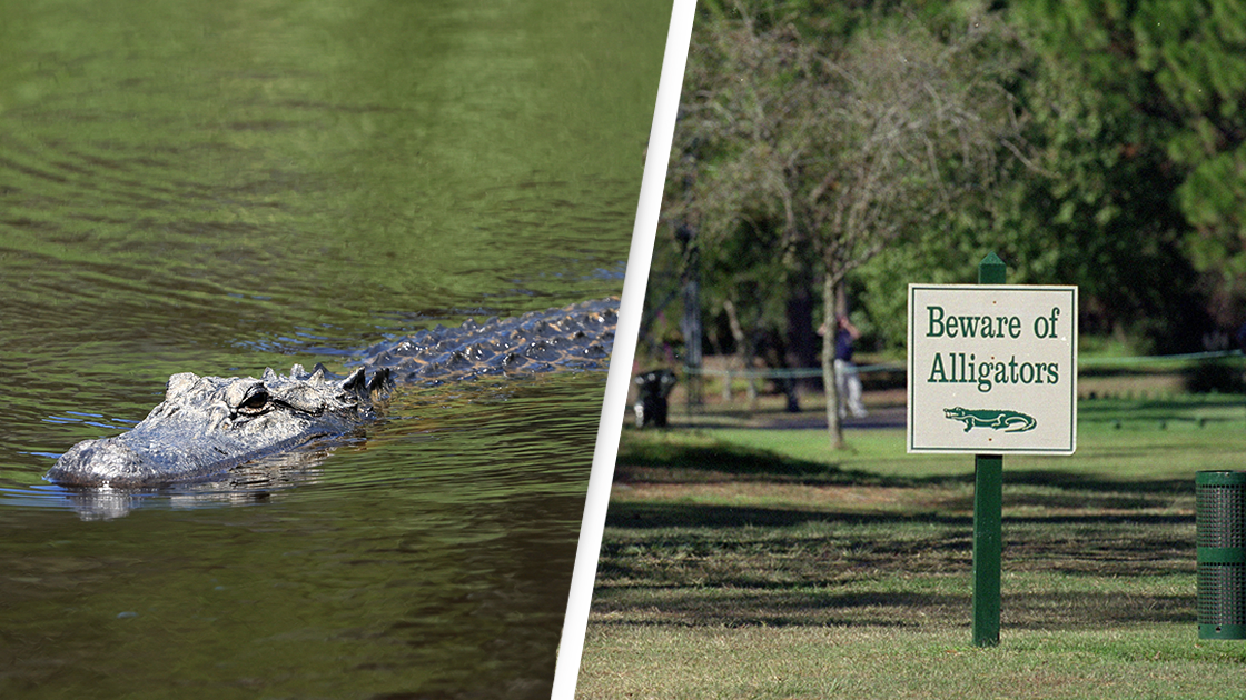 Woman killed by alligator while walking dog near golf course - Vimarsana News