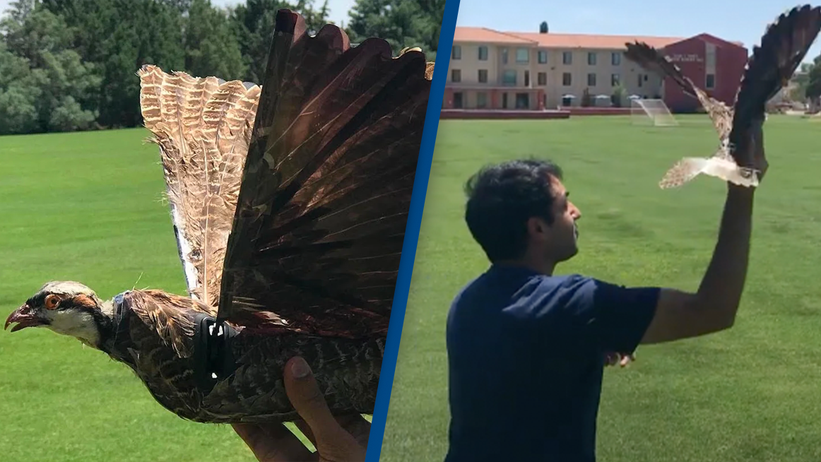 Scientists transform dead birds into drones that could be used for