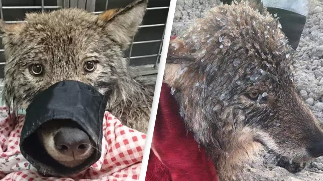 'Dog' saved from freezing cold river is actually a wolf