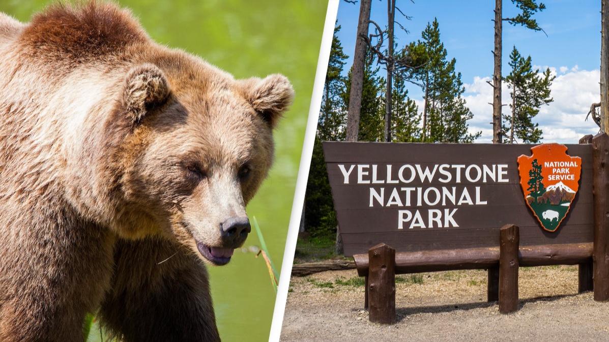 Grizzly Bears & the Endangered Species Act - Yellowstone National Park  (U.S. National Park Service)