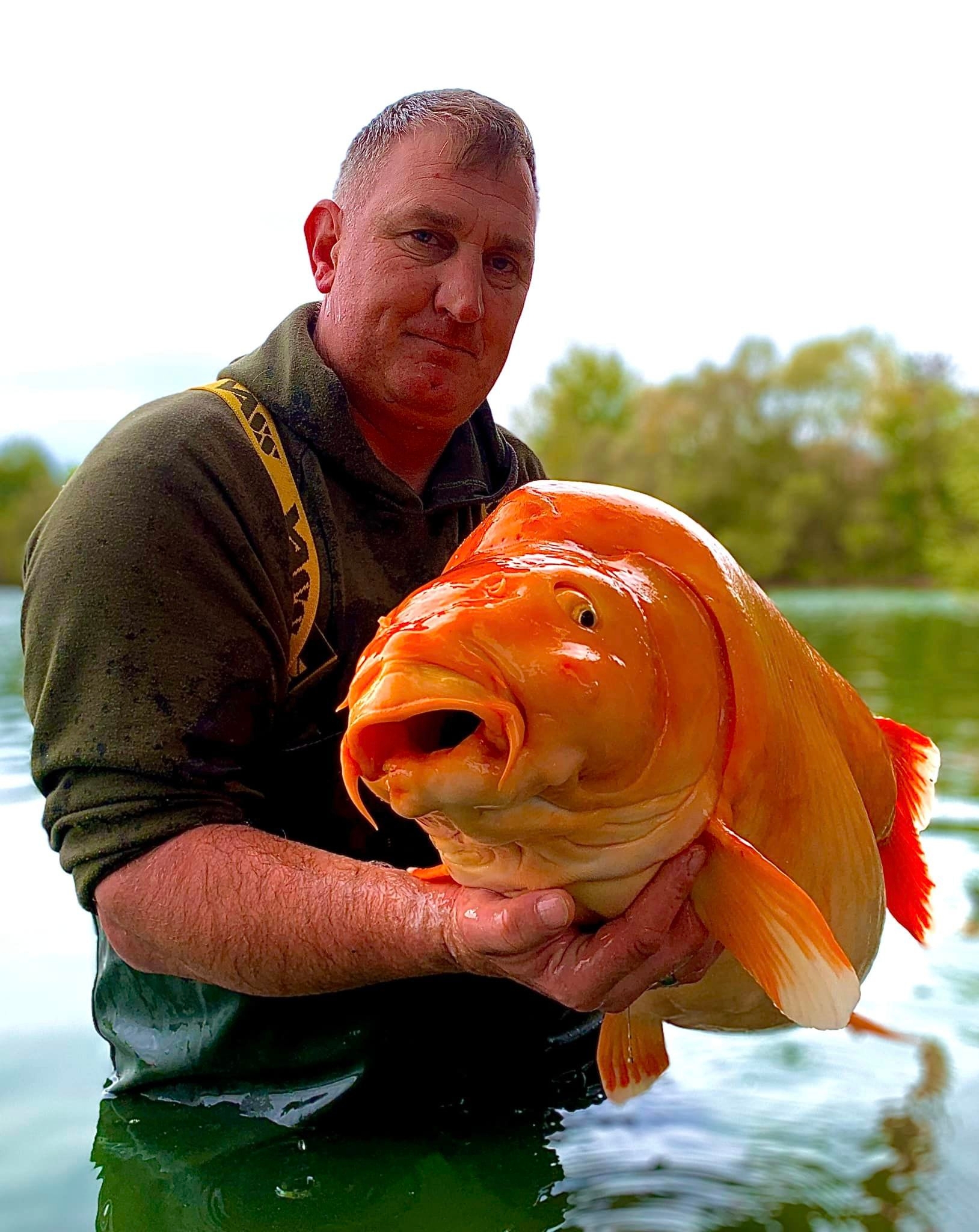 Giant 67-pound Goldfish Reeled In From French Lake May Be, 55% OFF