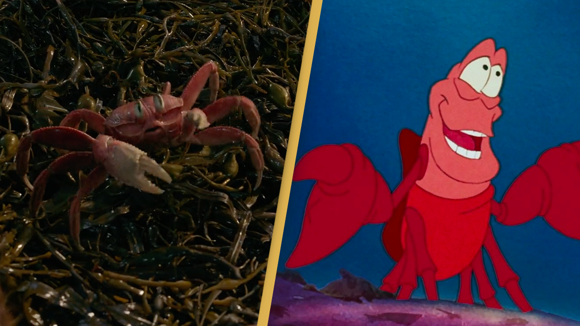 Sebastian Disney   Mermaid Crab 