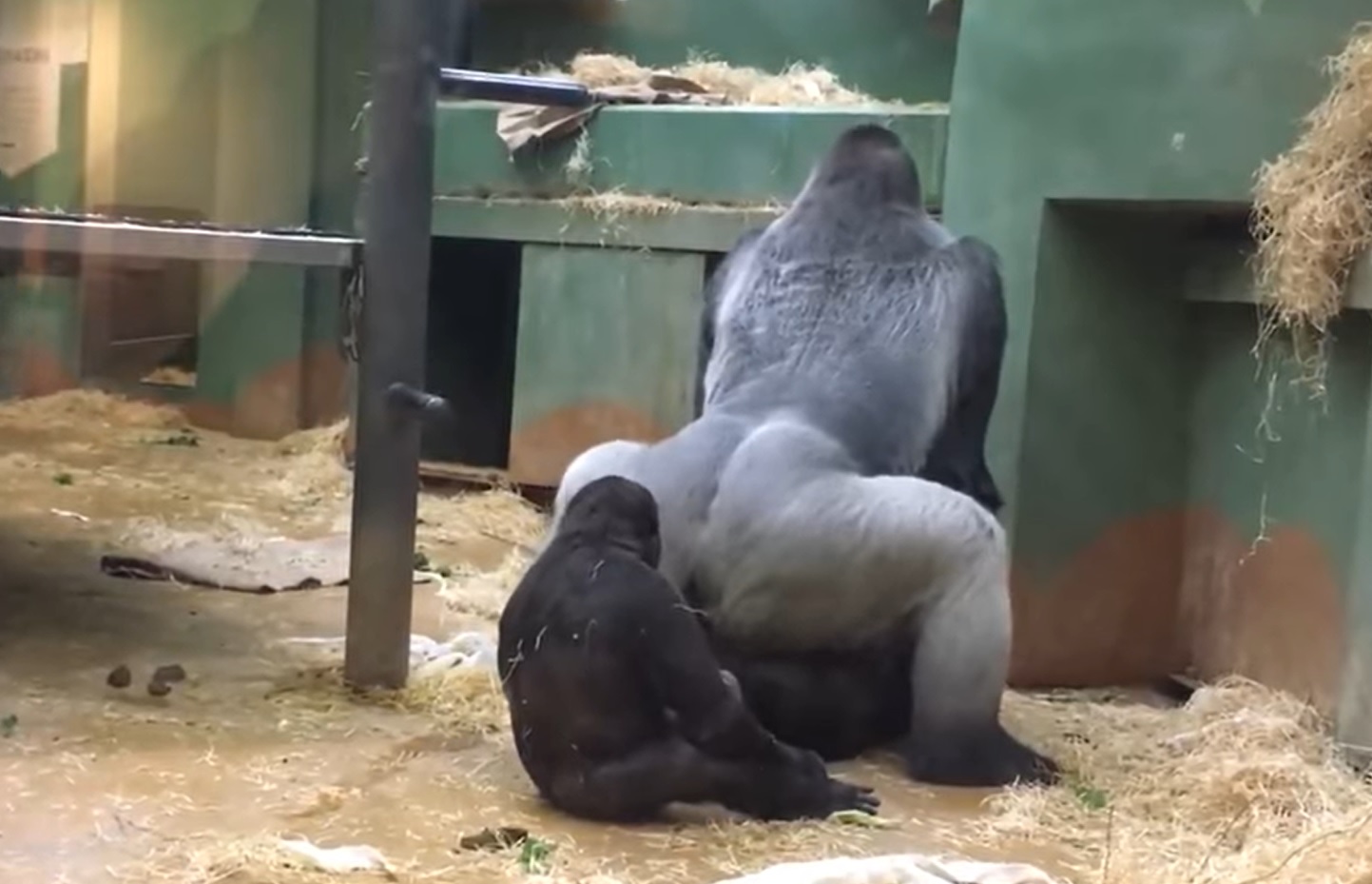 Bokep Gorilla - Parents in shock as gorillas mate in front of kids at zoo