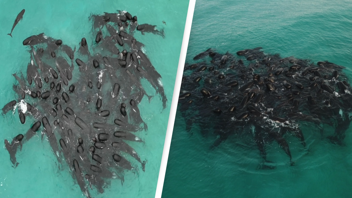 477 whales die in 'heartbreaking' New Zealand strandings