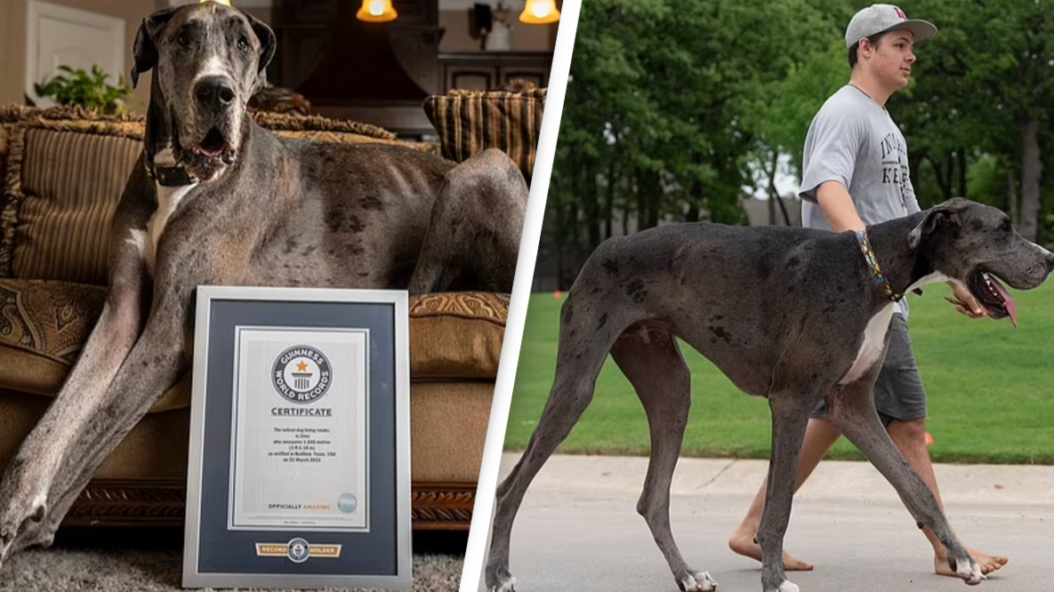 Great Dane Guinness World Records - Tallest Great Dane in the World