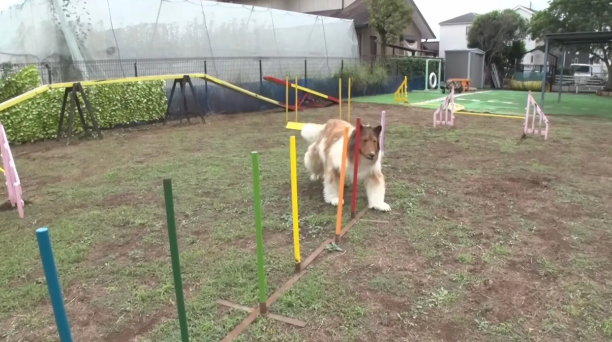 Giochi e Agility Dog