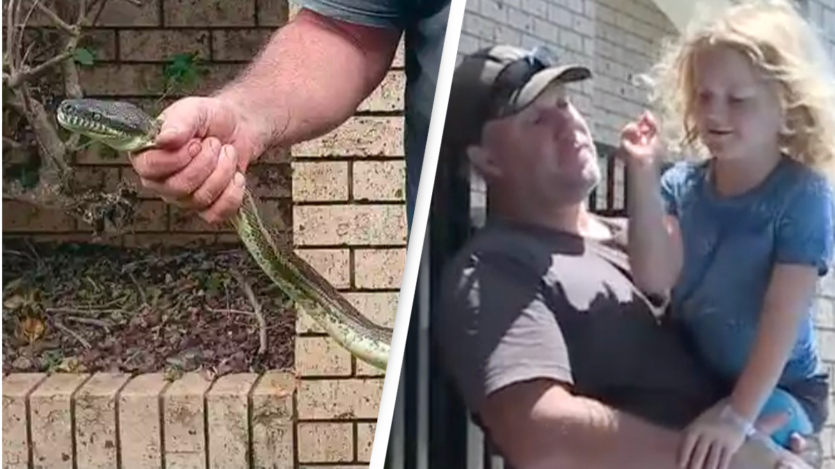 Python attacks fiveyearold boy and drags him into swimming pool