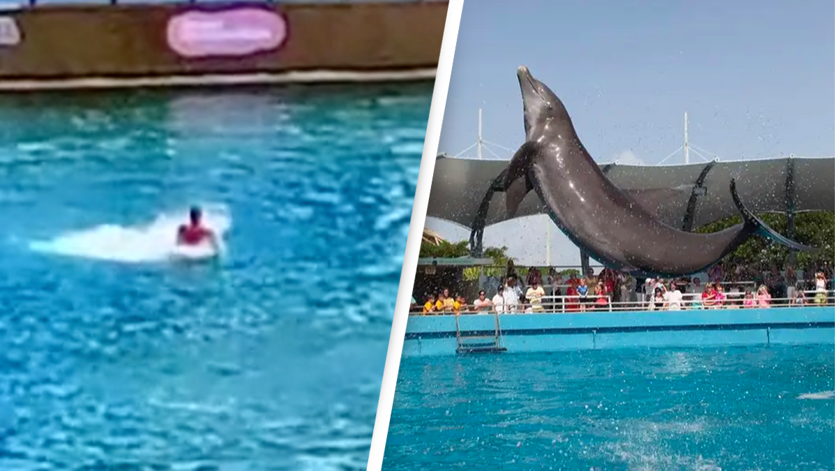 Dolphin Attacks Trainer During Miami Seaquarium Show