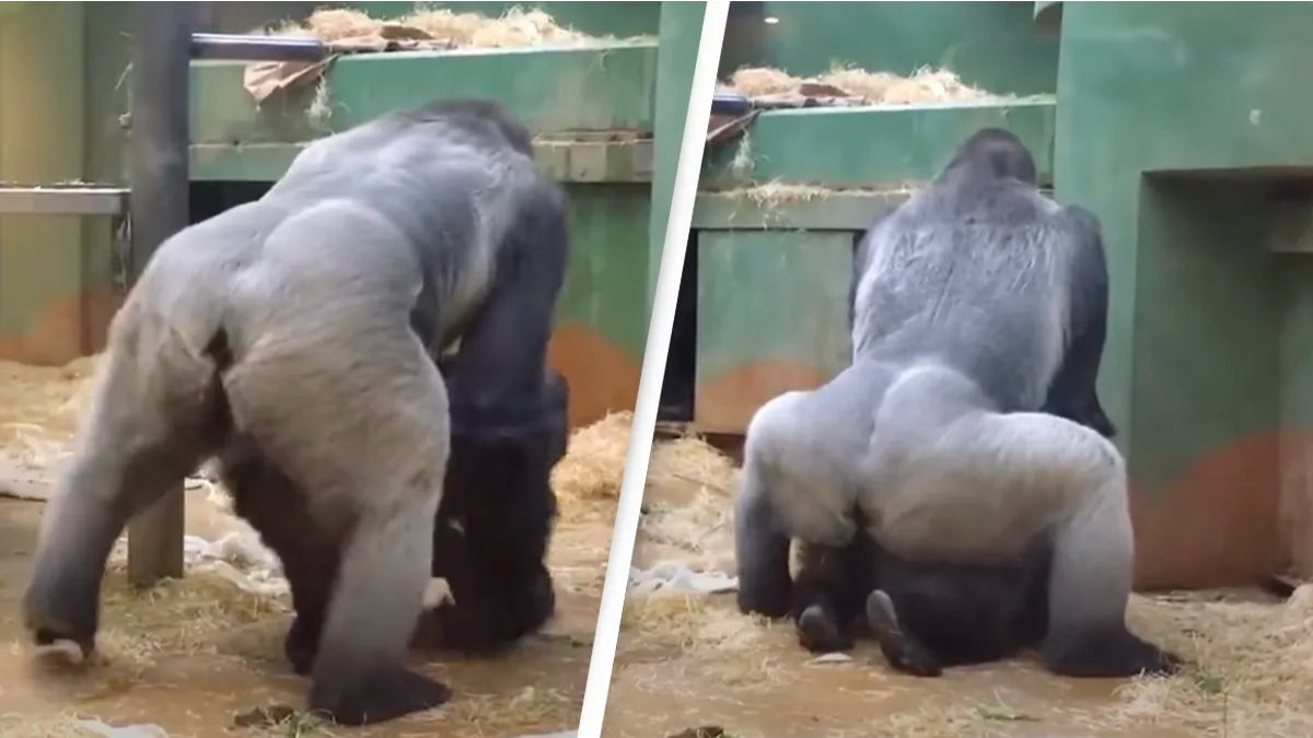 gorillas mating