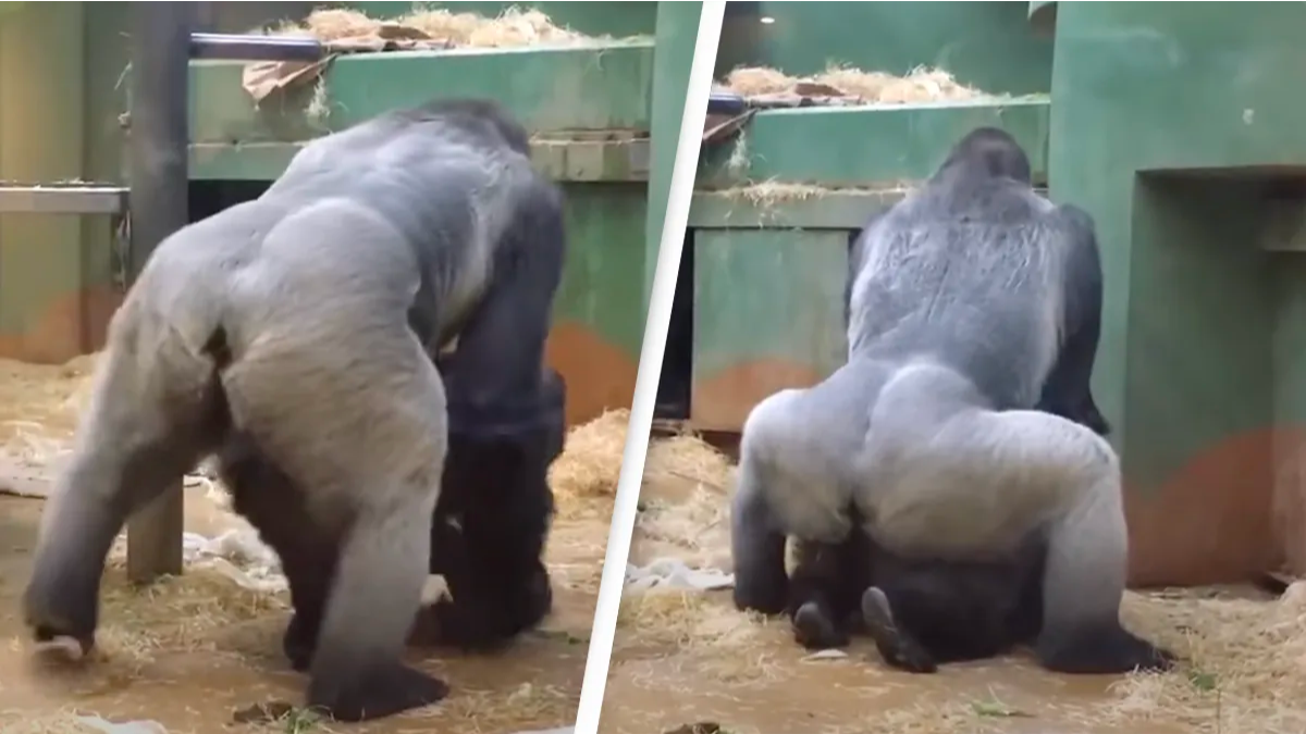 Gorilla humping