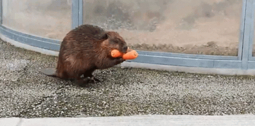 A portly beaver is seen carrying several carrots in his paws and mouth.