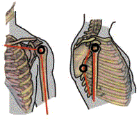 Figure 11: The shoulders