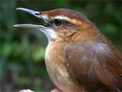 bird.jpg