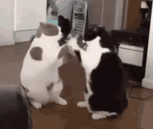 Cloud Gaming Cat Fight!