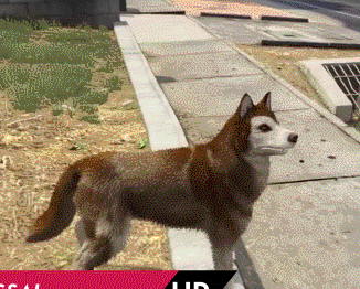 dog_forgot_to_dog.gif