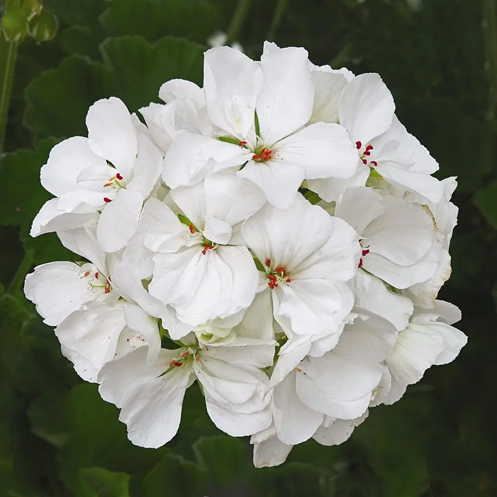 patriot-white-geranium-plant-1414-detail.webp