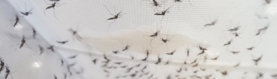 Proteja-se Contras as Doenças dos Mosquitos e Insetos